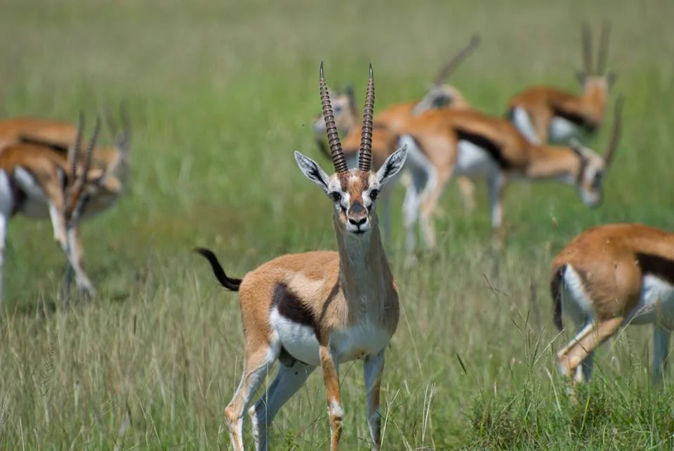 Dodori-National-Reserve-Thomson Gazelle-Mateys Wild Tours