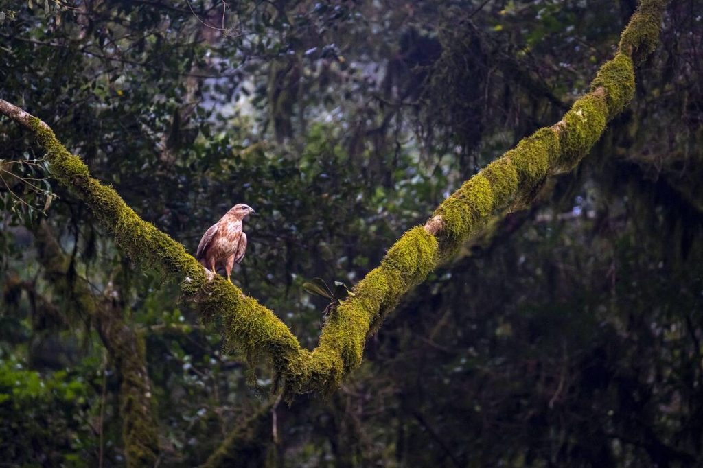 Eagle in Marsabit National Park- Mateys Wild Tours