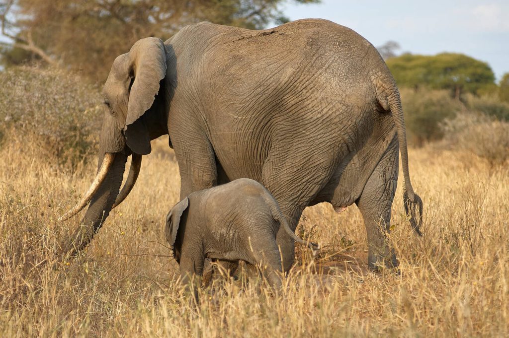 Elephant Calf and Mother-Mateys Wild Tours