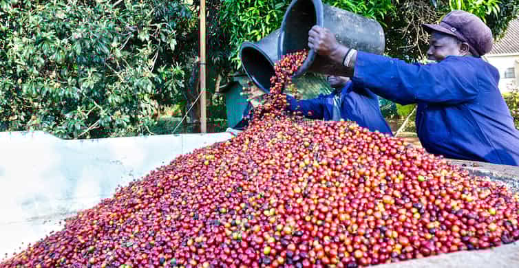 Fair View Coffee Estate-Kiambu-Fruits-Mateys Wild Tours.