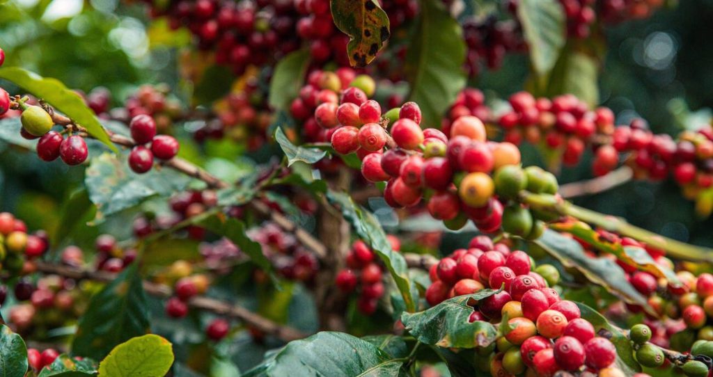 Fairview Coffee Estate-Kiambu-Mateys Wild Tours