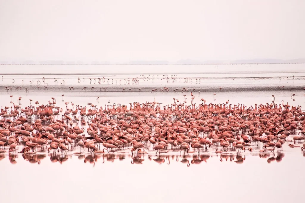 Flamingoes-Lake-Manyara-Mateys-Tours