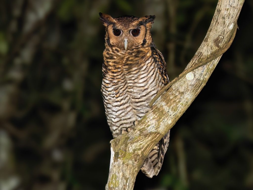 Fraser's Eagle-Owl Ketupa poensis-Amani Nature reserve-Mateys Wild Tours.jpg