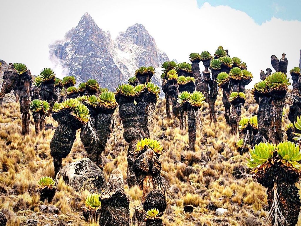 Giant-Groundsels-Near-Mt-Kenya-peak-Mateys Wild Tours