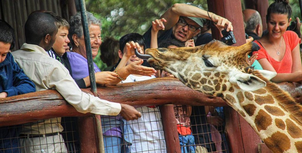 Giraffe Center-Animal Kiss-Mateys Wild Tours