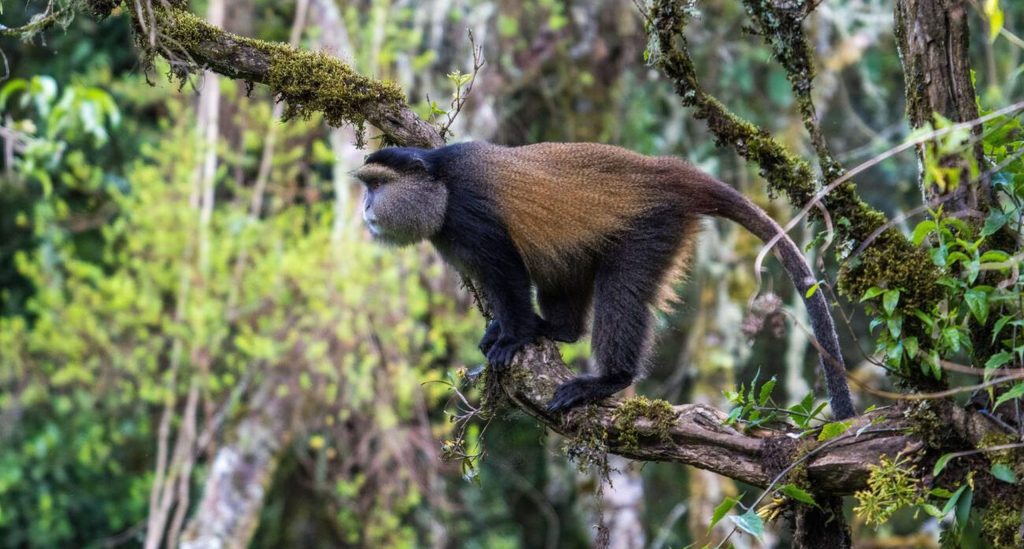 Golden Monkey in Mgahinga Gorilla Park-Uganda-Mateys Wild Tours.