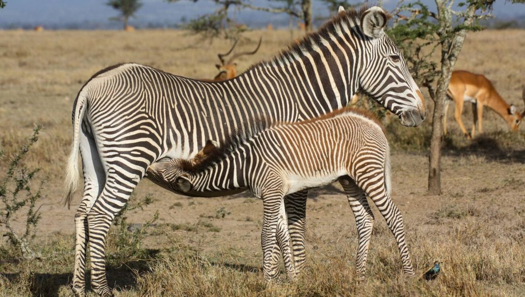 Grevy's Zebra-Ol Pejeta Conservancy -Mateys Wild Tours