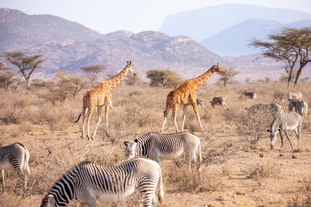 Grevy's zebra in Buffalo Springs National Reserve-Mateys Wild Tours
