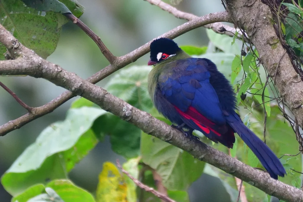 Hartlaub´s- Turacco- Mateys-Tours