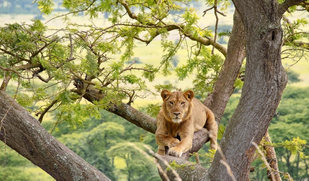 Ishasha-sector-Queen Elizabeth-Mateys Wild Tours-Uganda