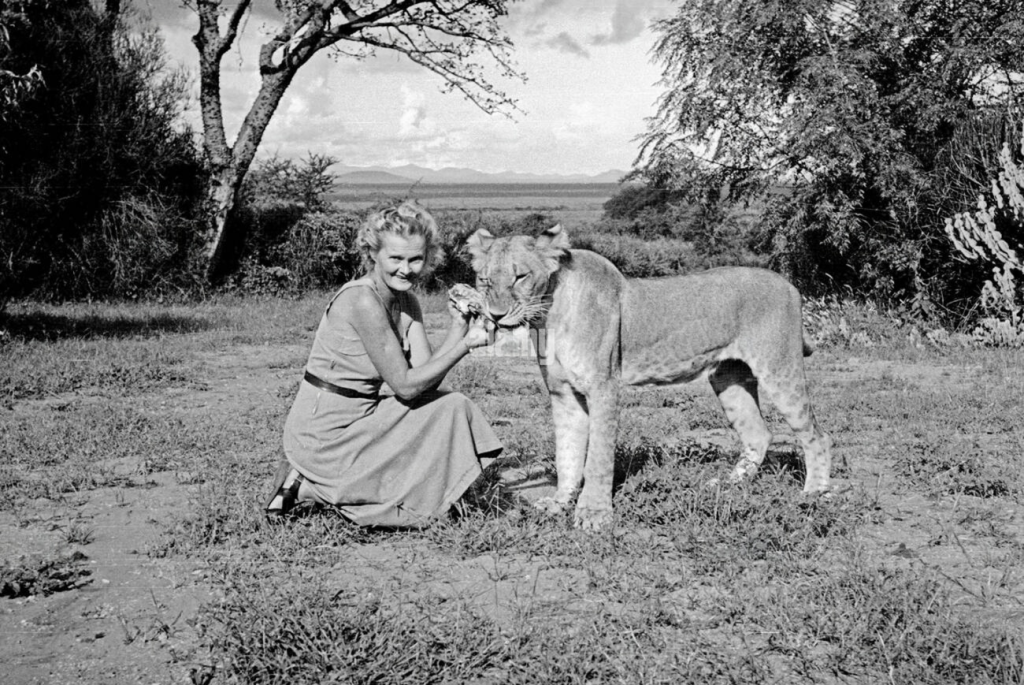 Joy-Adamsons-Elsas Lioness-In Meru National Park-Mateys Wild Tours