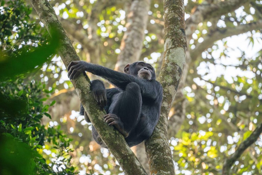 Kibale National Park-Chimpanzee-Mateys Wild Tours