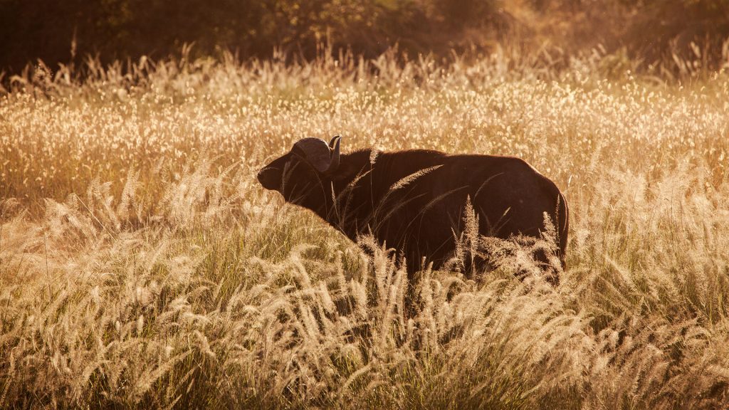 Kora National Park-Buffalo