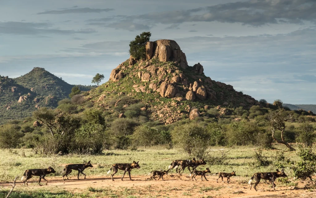 Laikipia Plateau-Wild Dogs-Kenya-Mateys Wild Tours