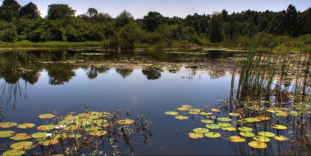 Lake Lily-Karura Forest-Mateys Wild Tours
