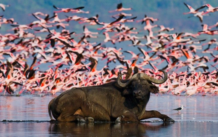 Lake Nakuru-Buffalo and Flamingoes-Mateys Wild Tours