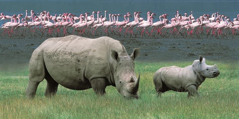 Black Rhino in Lake Nakuru-Mateys Wild Tours.jpg