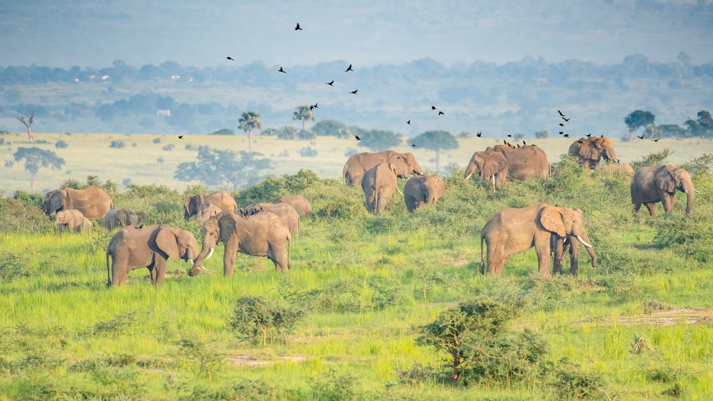 Large-herd-of-African-Elephants-Murchison-Falls-National-Park-Uganda-Mateys Wild Tours
