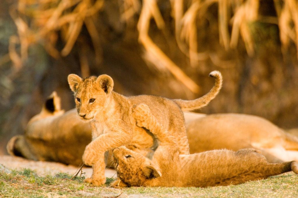 Lion Cubs in Katavi National Park-Mateys Wild Tours