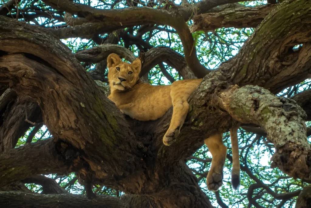 Lion-In-Manyara-Park-Mateys-Wild-Tours