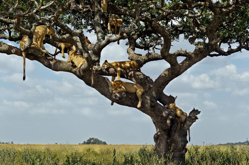 Lion Pride in Serengeti National Park-Mateys Wild Tours-Tanzania