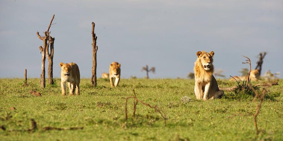 Lion-Tracking-Ol Pejeta Conservancy-Mateys Wild Tours