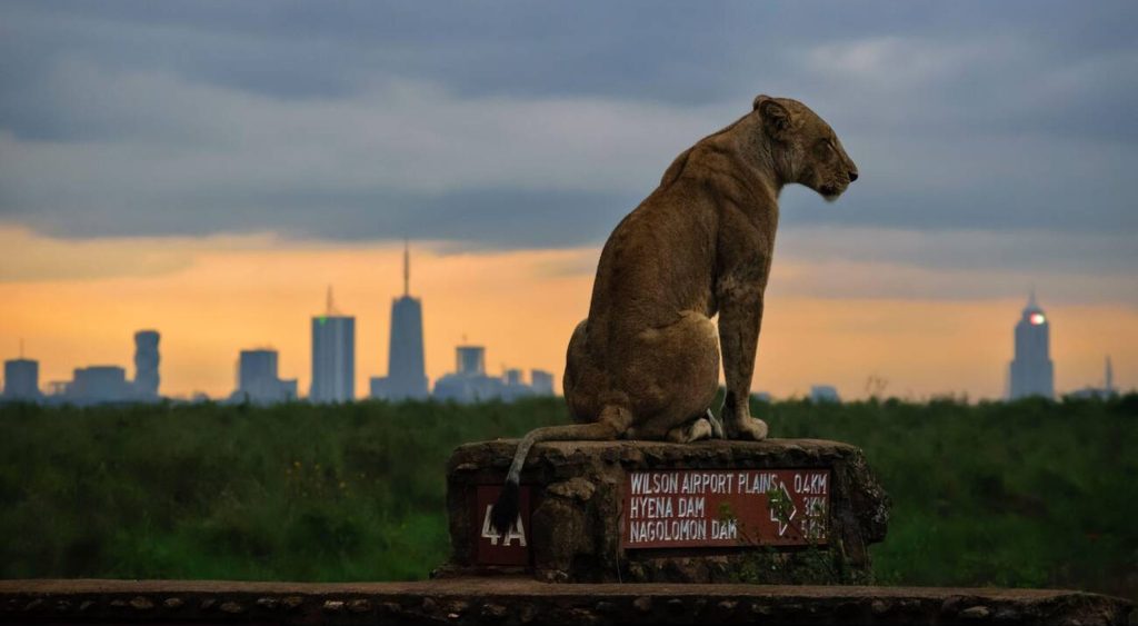 Lioness-Sign Post-Nairobi National park-Sunset-Mateys Wild Tours