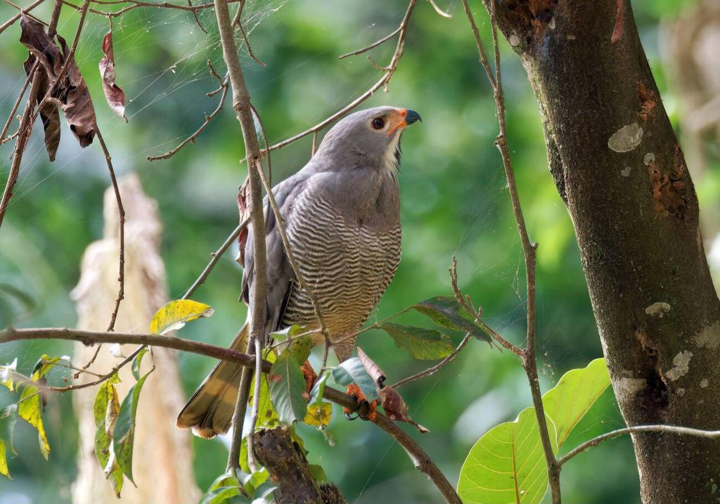 Lizard Buzzards-Entebe Botanical Garden, Uganda-Mateys Wild Tours