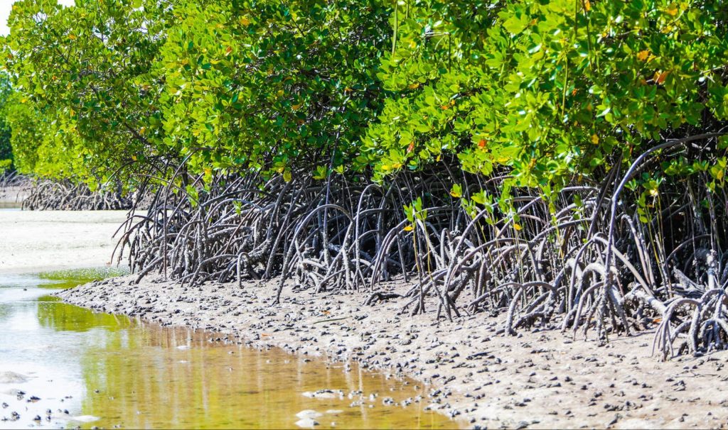 Mangrove Forest Mida Creek-Mateys Wild Tours
