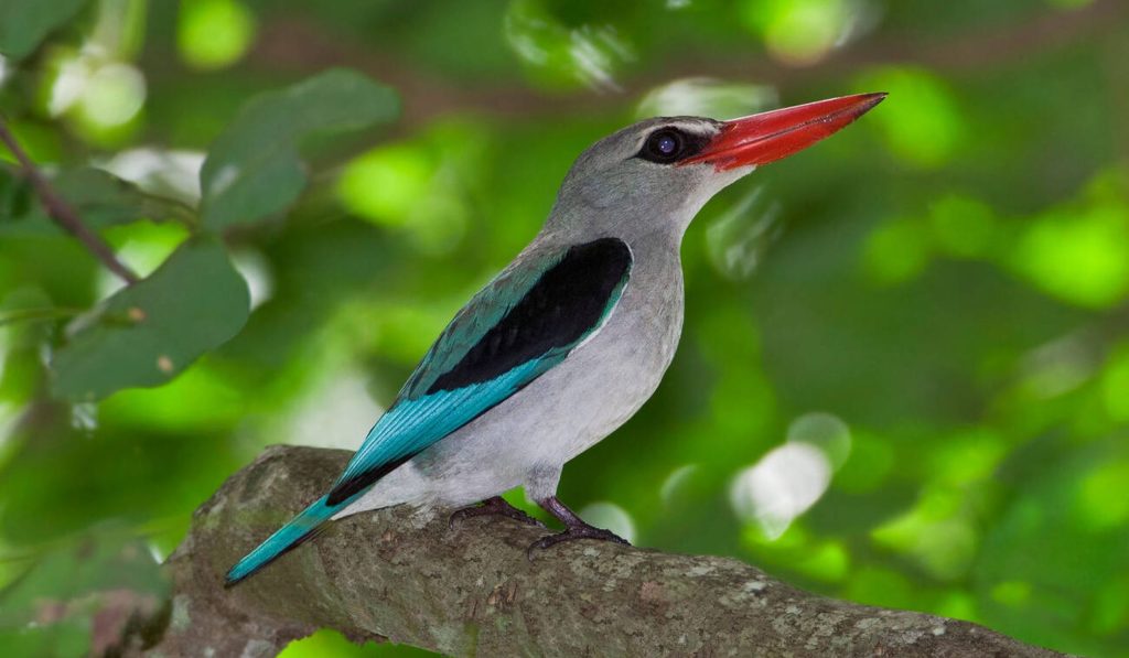Mangrove Kingfisher-Mida Creek-Mateys Wild Tours-Kenya