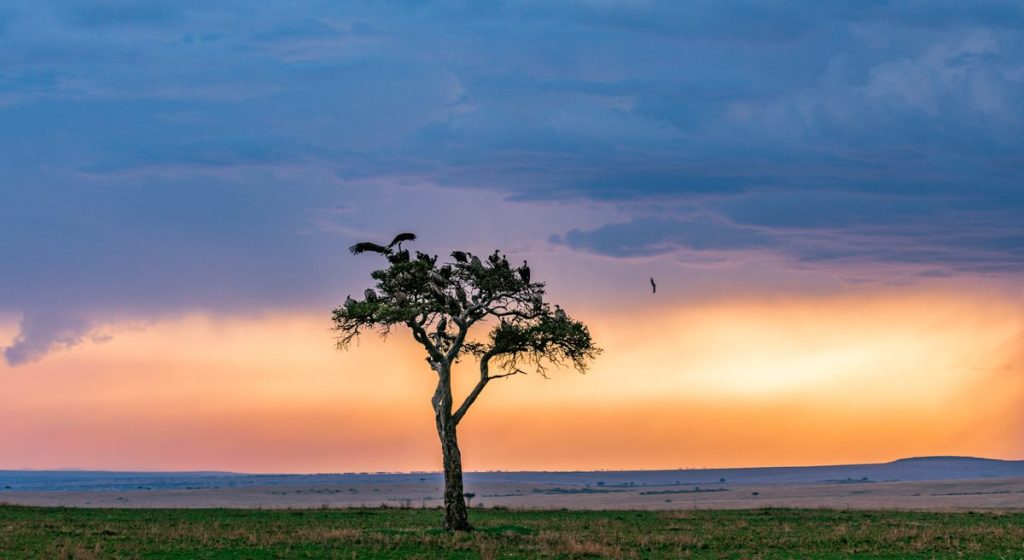 Mara-Triangle-Kenya-Kenya-Sunset and Landscape