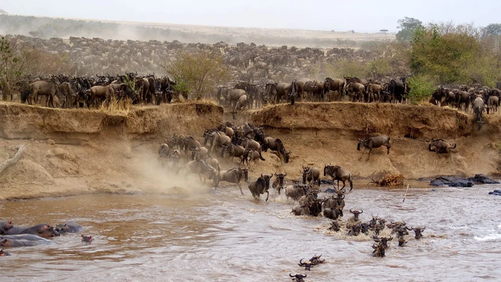 Wildebeest Crossing Mara River-Maasai Mara Reserve-Kenya-Mateys Wild Tours