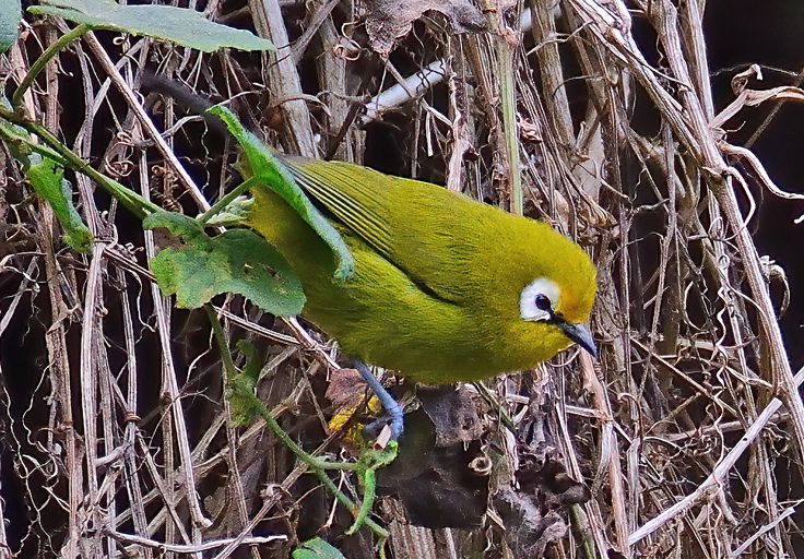 Mbulu White Eye- Birds-Ngorongoro-Crater-Mateys-Tour