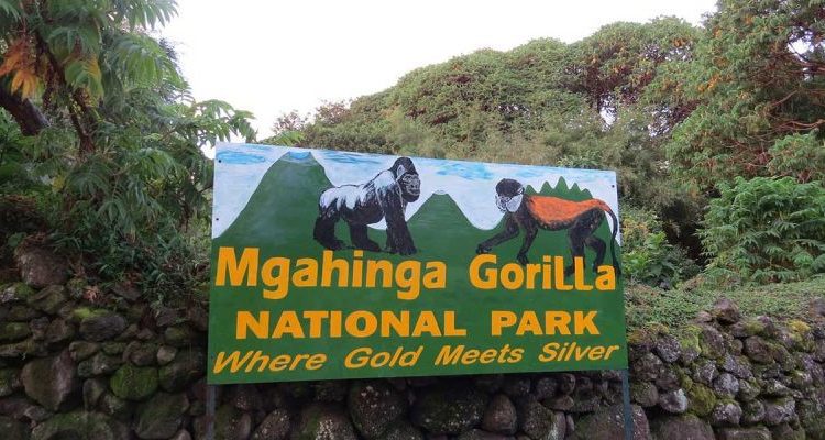 Mgahinga-gorilla-National-park-Uganda-Mateys Wild Tours.
