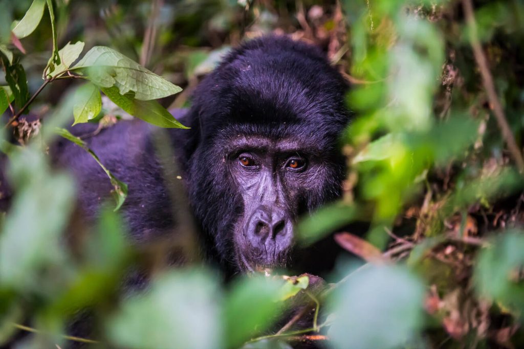 Mountain Gorilla-Bwindi National Park-Mateys Wild Tours
