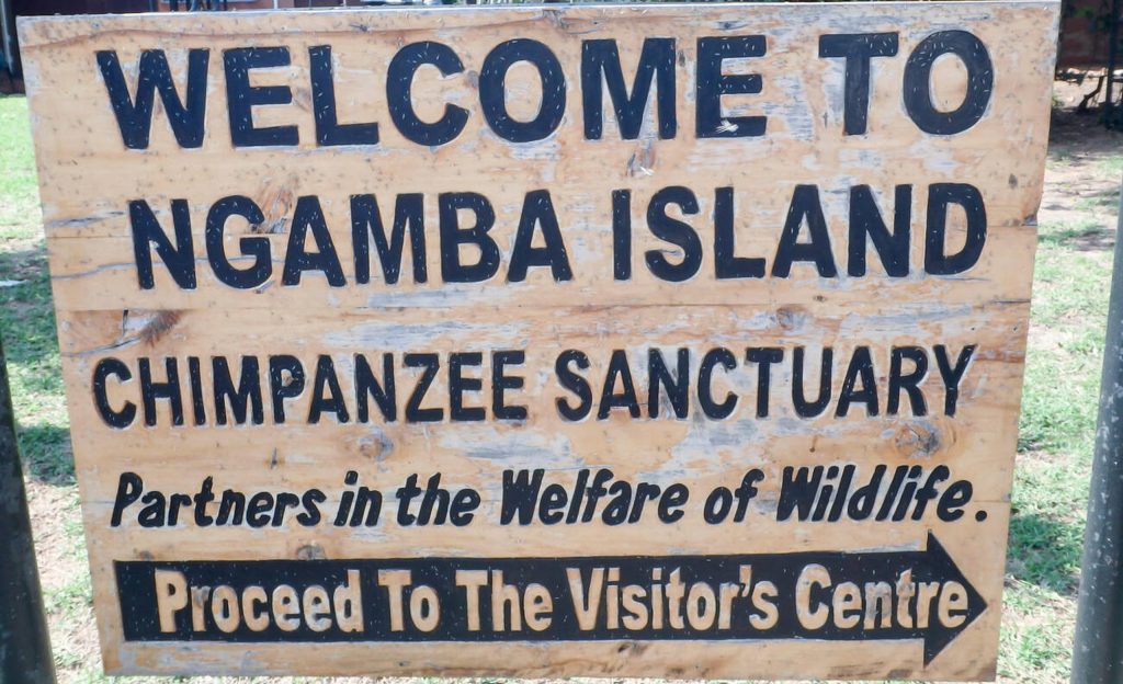 Ngamba Island-Chimp-Trekking-Mateys Wild Tours.
