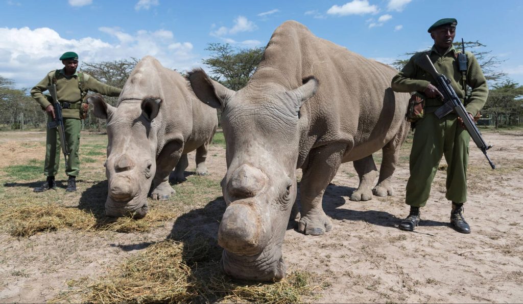 Northern White rhino African Big Five