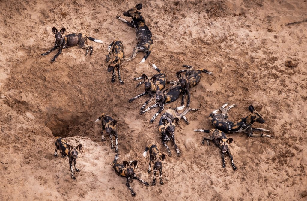 Pack Of Wild Dogs-Tsavo-West-Mateys Wild Tours