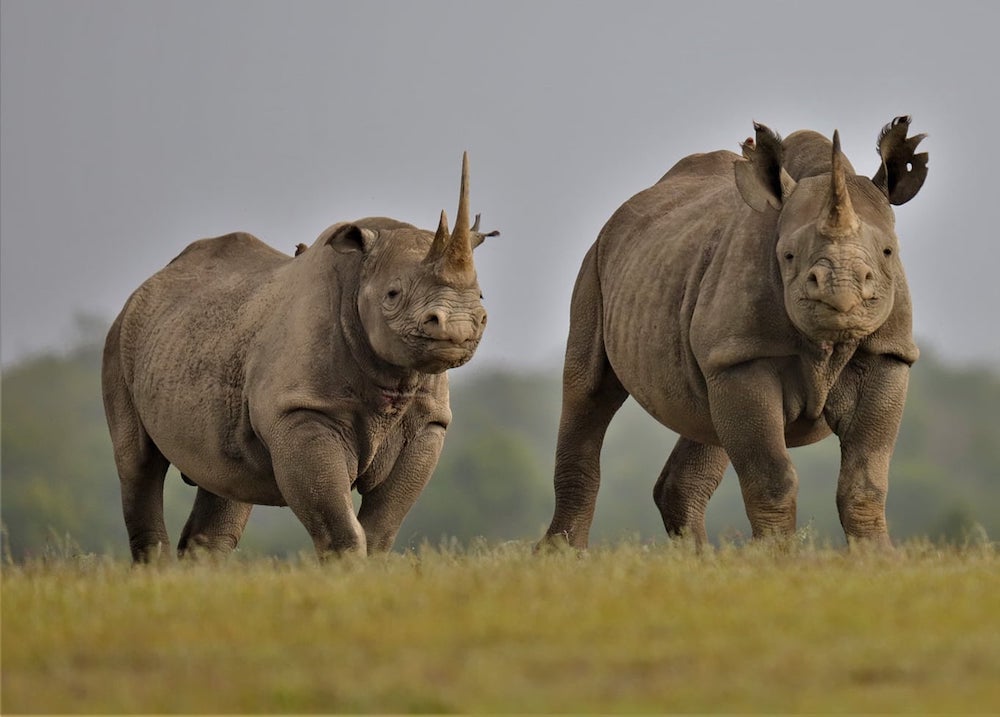 Rhino-Tsavo-West-Ngulia Sanctuary-Mateys Wild Tours
