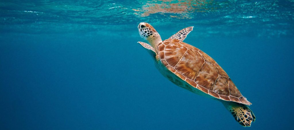 Sea Turtle-Funzi Island-Kenya-Mateys Wild Tours