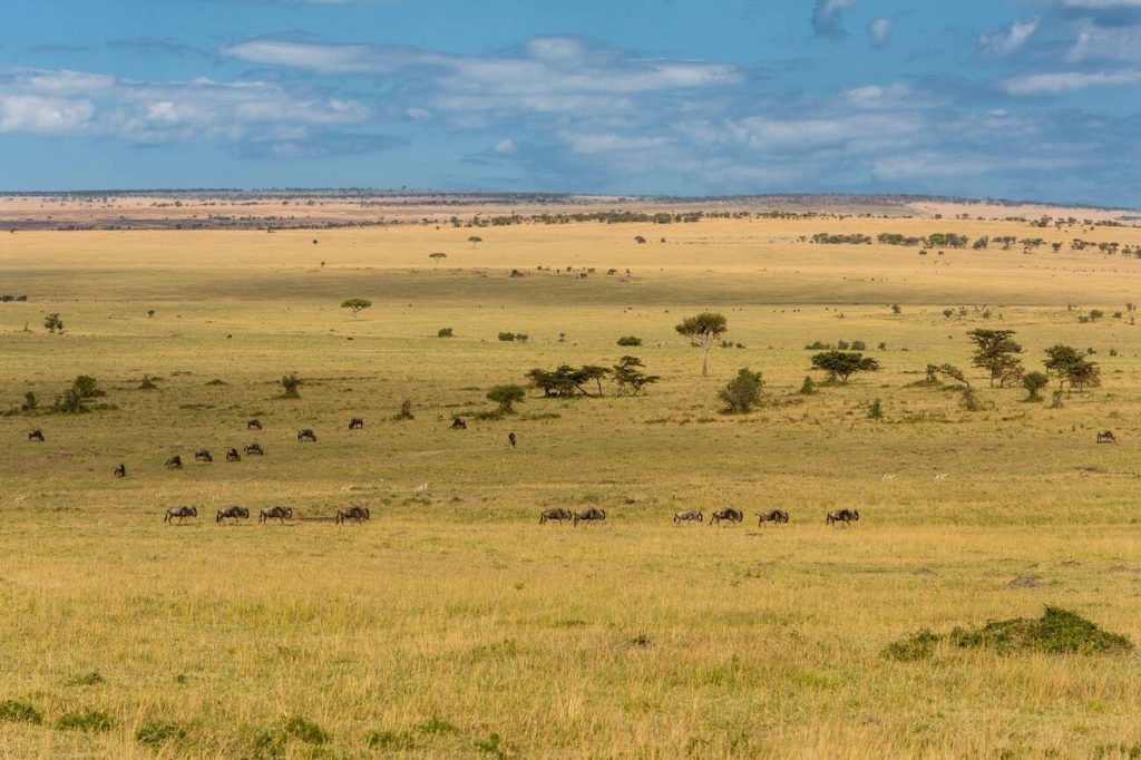 Serengeti Landscape-Dry Season-Mateys Wild Tours