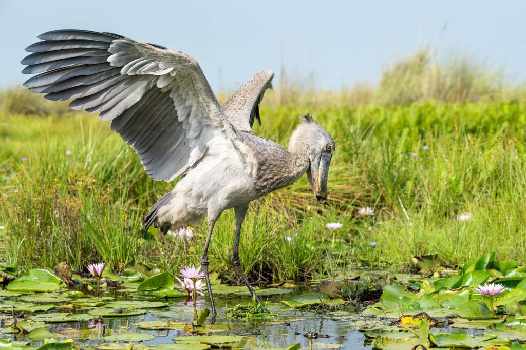 Shoebill in Mabamba Swamps, Uganda- Mateys Wild Tours