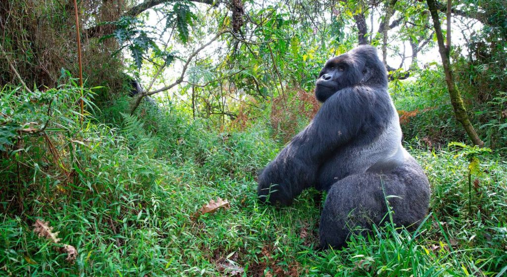 Silver Backed Mountain Gorilla-Mateys Wild Tours.