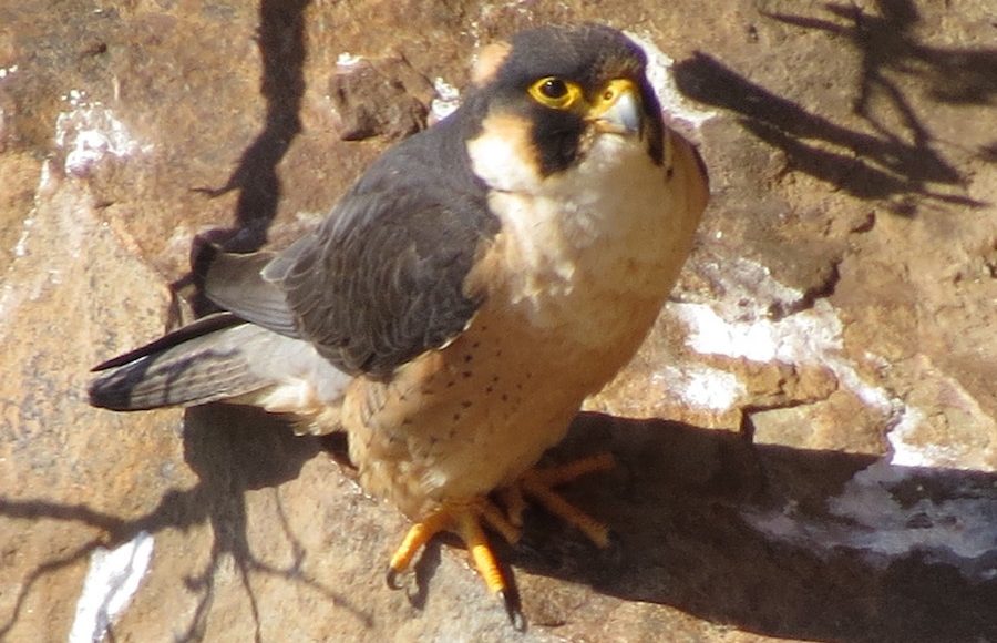 Taita Falcon-Kenya-Mateys Wild Tours
