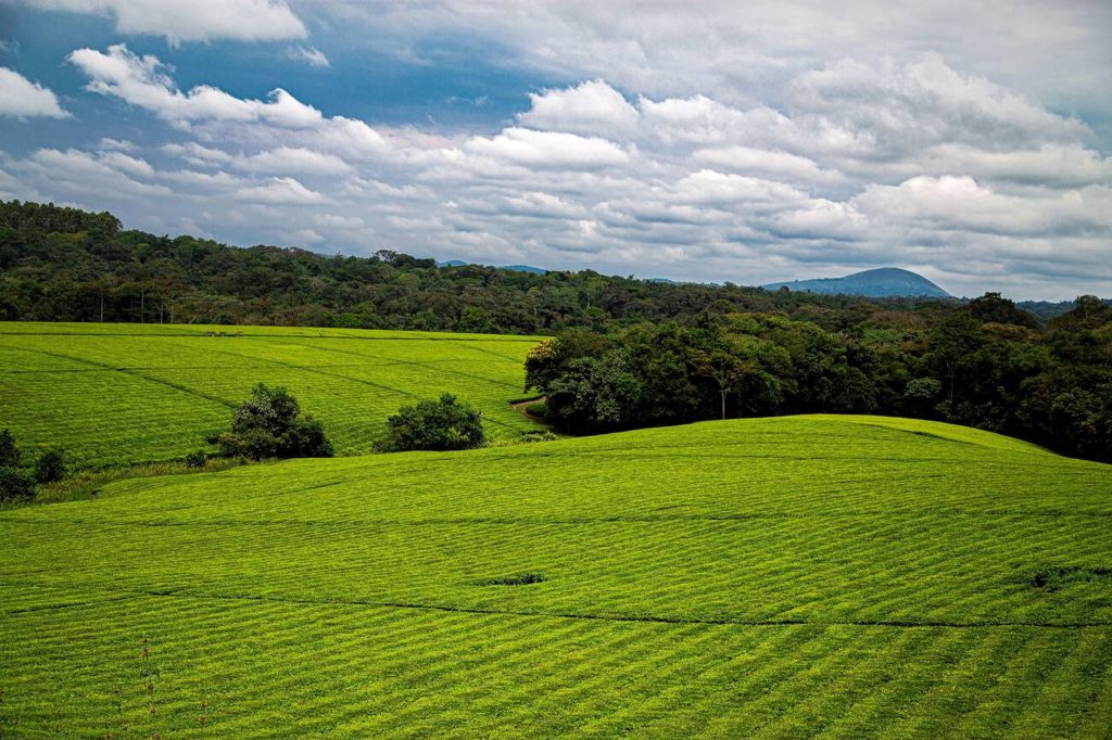 Tea Plantations-Near Kibale National Park-Uganda-Mateys Wild Tours
