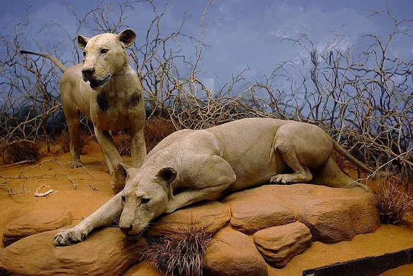 The man-eaters of Tsavo at the Field Museum, Chicago.