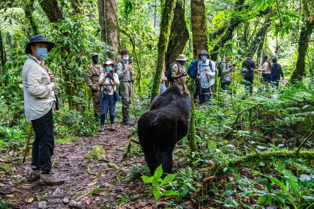 Tourists and Mountain Gorilla-Mateys Wild Tours-Uganda