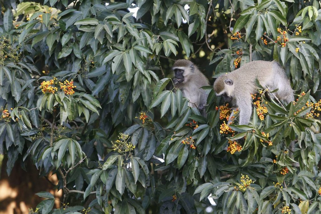 Vervet Monkeys In Entebe Botanical Garden- Uganda-Mateys Wild Tours.