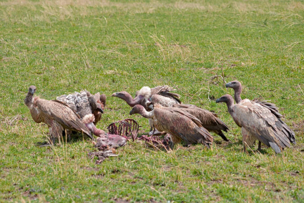 Vultures Feasting In Serengeti-Mateys Wild Tours