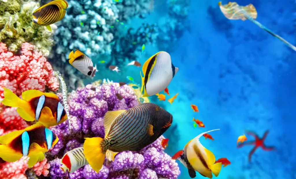 Watamu Beach-Underwater World-Mateys Wild Tours